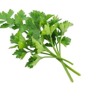 Könnte beinhalten: Ein Bund frischer, leuchtend grüner Petersilie. Die Blätter sind fein geteilt und haben eine lebendige Farbe, mit mehreren Stielen, die zusammengebunden sind. Das Bild ist vor einem sauberen weißen Hintergrund.