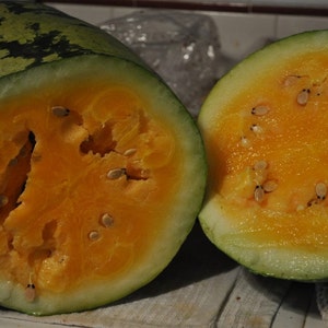 Orange Glo Melon Heirloom Premium Seed Packet