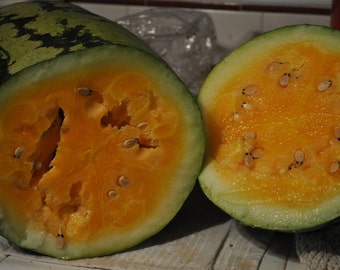 Orange Glo Melon Heirloom Premium zaadpakket