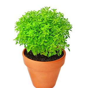 Basil Bonsai - Etsy Ireland