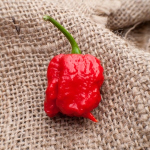 Op de afbeelding: Een enkele, felrode, gerimpelde chilipeper met een groene steel, rustend op een bruin jute oppervlak.