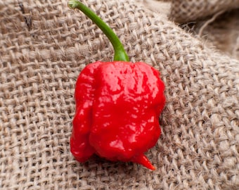 Mustard Green Trinidad Scorpion Hot Pepper Premium Seed Packet - Etsy