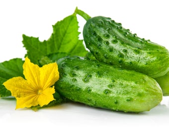 Wisconsin SMR 58 Pickling Cucumber Heirloom Premium zaadpakket