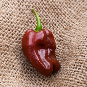Jamaican Hot Chocolate Habanero Heirloom Pepper Premium Seed Packet