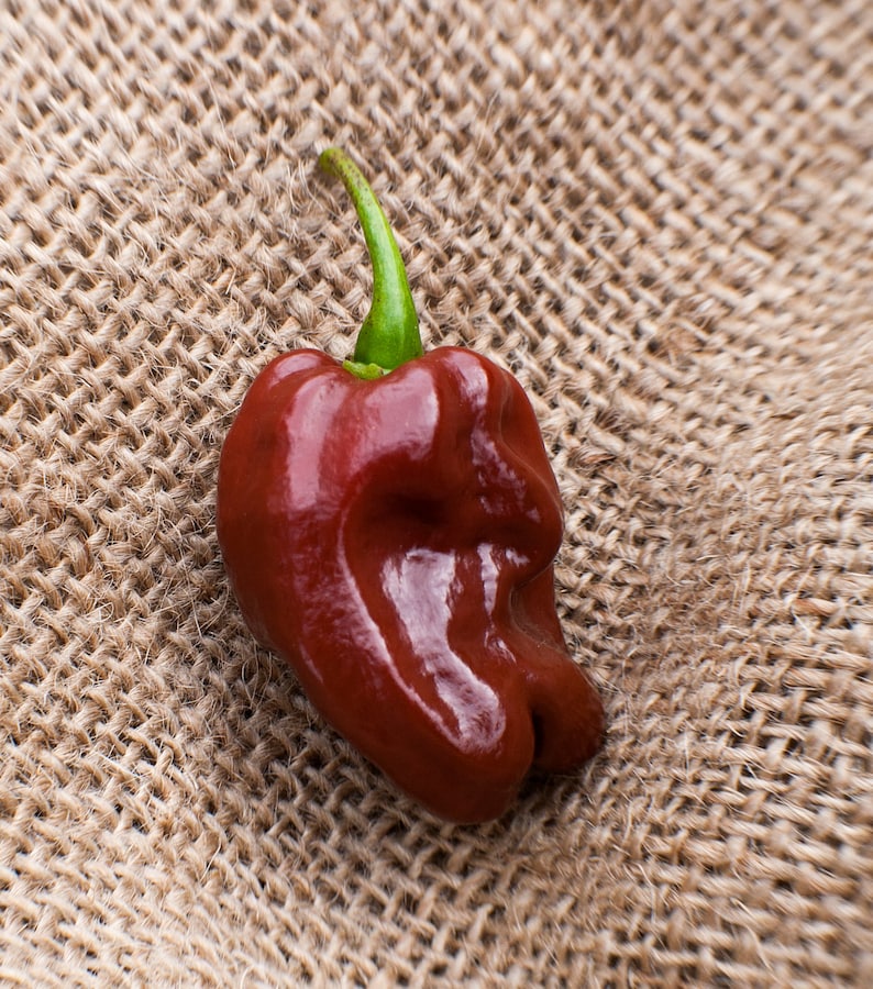 Jamaican Hot Chocolate Habanero Heirloom Pepper Premium Seed Etsy
