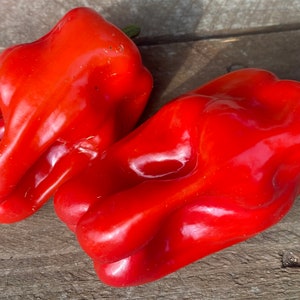 Pacote de sementes premium de pimenta campesina vermelha doce Criolla De Cocina