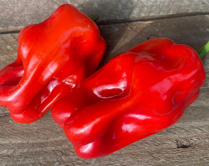 Jamaican Hot Chocolate Habanero Heirloom Pepper Premium Seed Etsy