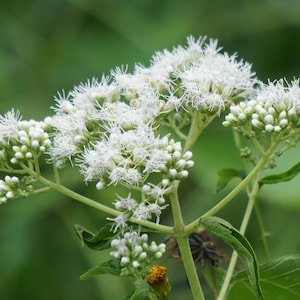 以下が含まれることがあります： 繊細でとげのある花びらを持つ白い花の房のクローズアップ。花はさまざまな開花段階にあり、しっかりとつぼみになっているものもあれば、完全に開いているものもあります。ぼやけた緑色の背景に対して、緑の葉と茎がコントラストをなしています。