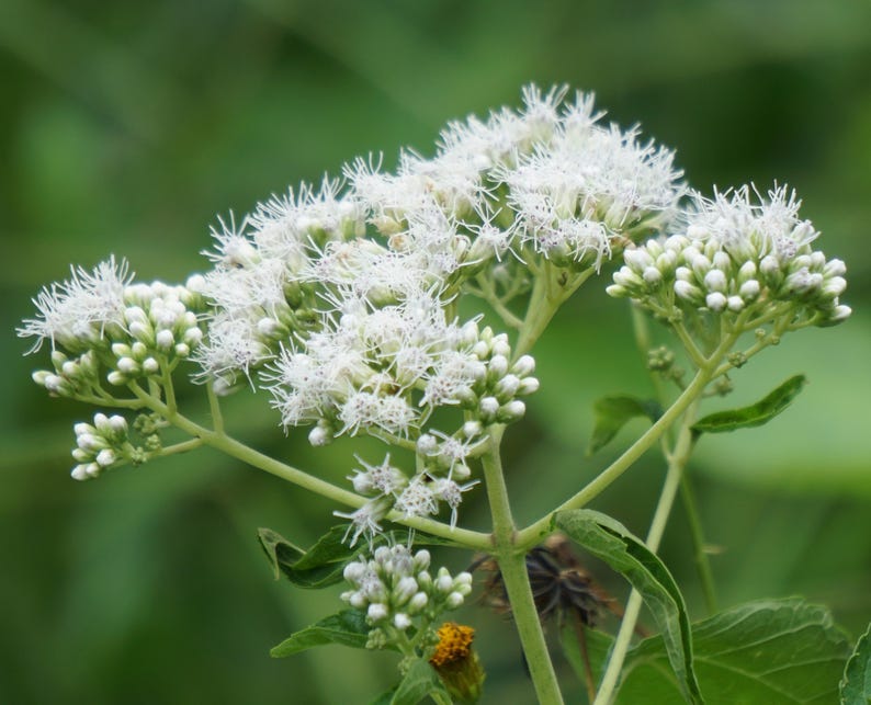 Sherwoods Seeds Boneset Eupatorium perfoliatum Seeds