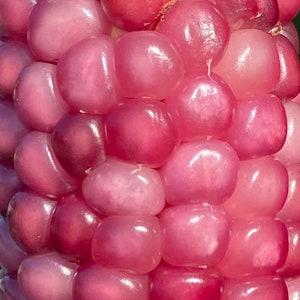 Neon rosa Popcorn Mais Erbstück Premium 20 Samen Paket Bild 2