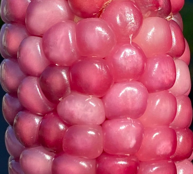 Neon rosa Popcorn Mais Erbstück Premium 20 Samen Paket Bild 2