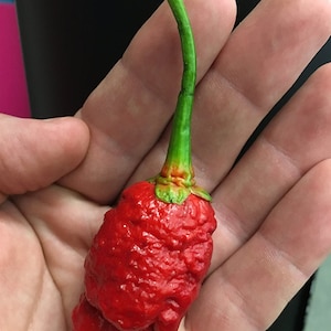 May include: A red, bumpy chili pepper with a green stem. The pepper is held in a person's hand.