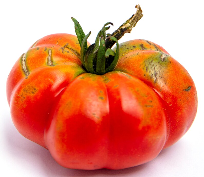 Bumpy Tomatoes President Garfield Tomato Premium Seed Packet - Etsy