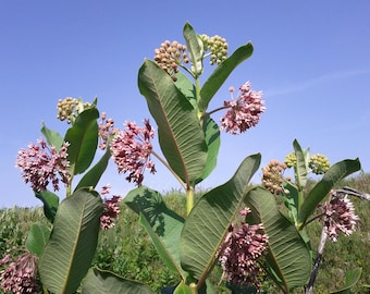 Kroontjeskruid Asclepias syriaca-zaadpakket monarchvlinder