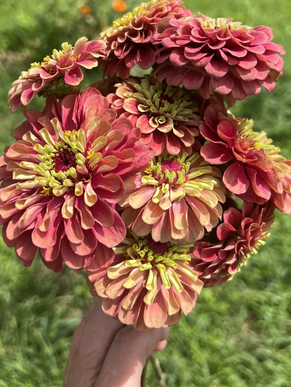 Queeny Mix Giant Zinnia Bouquet Flower Premium Seed Packet - Etsy