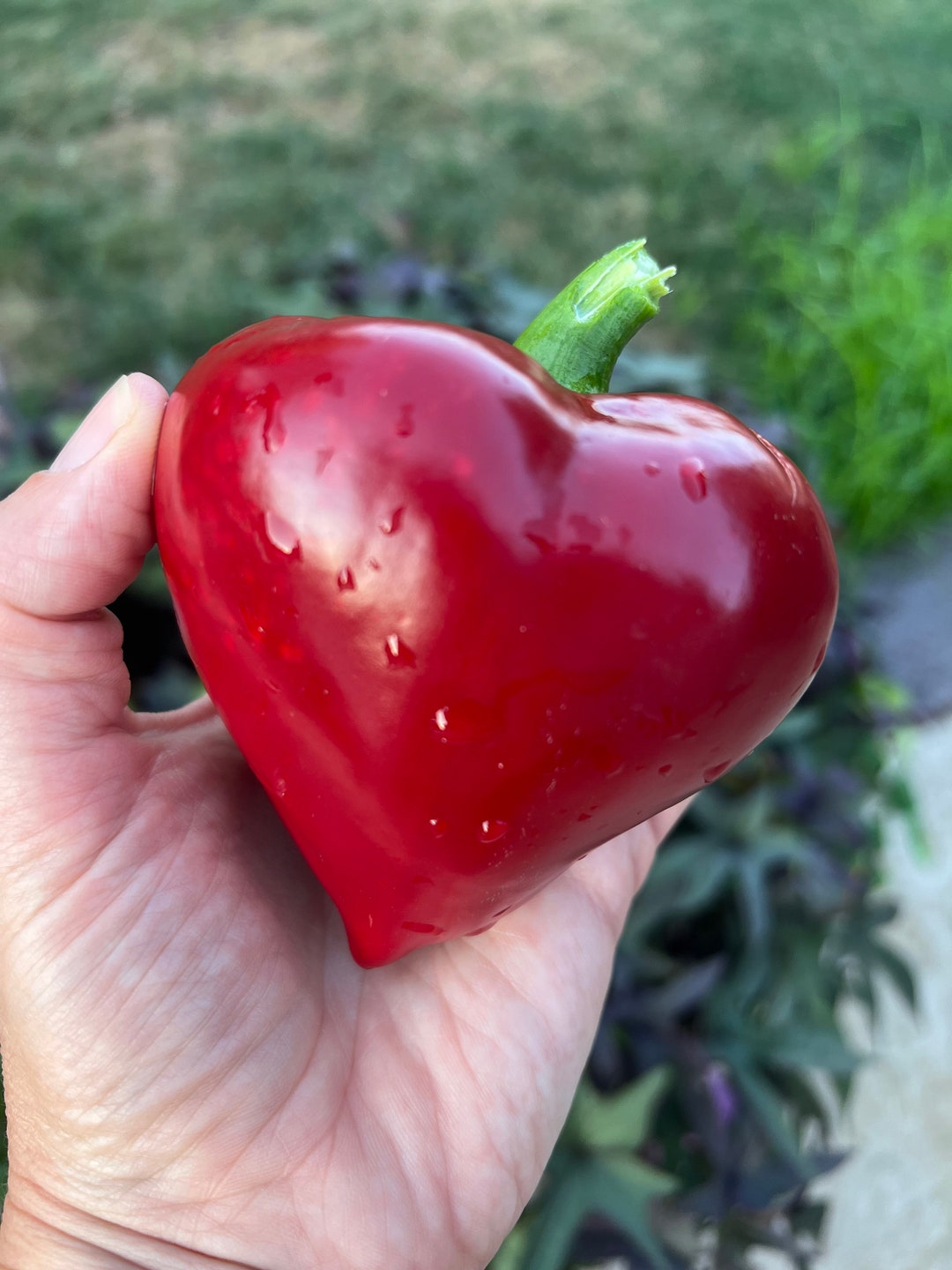 Lesya Red Paprika Ukranian Ukraine Sweet Pepper Premium Seed Packet Etsy