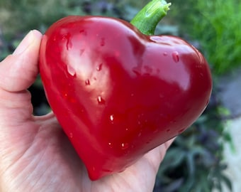 Pacote de sementes premium de pimentão doce Lesya Red Paprika Ucrânia Ucrânia