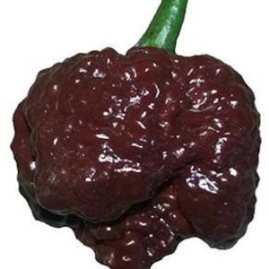 May include: A dark brown chili pepper with a green stalk. The pepper has a wrinkled, bumpy texture.