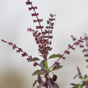 Purple Krishna Tulsi Holy Basil Ocimum sanctum Premium Seed Packet