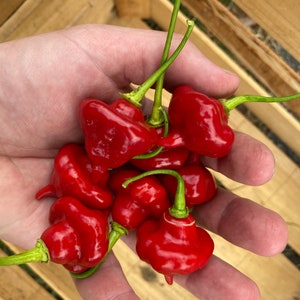 Aji Cachucha Red Sweet Pepper Premium Seed Packet More image 2