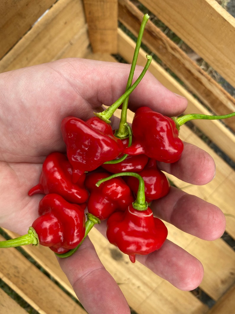 thumbnail image 2 of Aji Dulce Red Sweet Pepper Seeds – Venezuelan National Pepper – Premium Packet By Sherwood Seeds 2 of 3