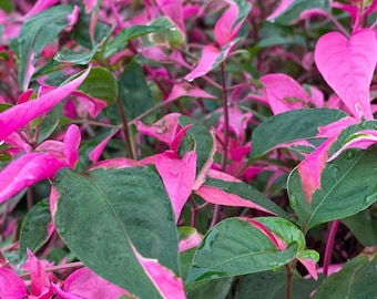 Live Plant 4" Pot Joseph's Coat Alternanthera "Party Time" Pink