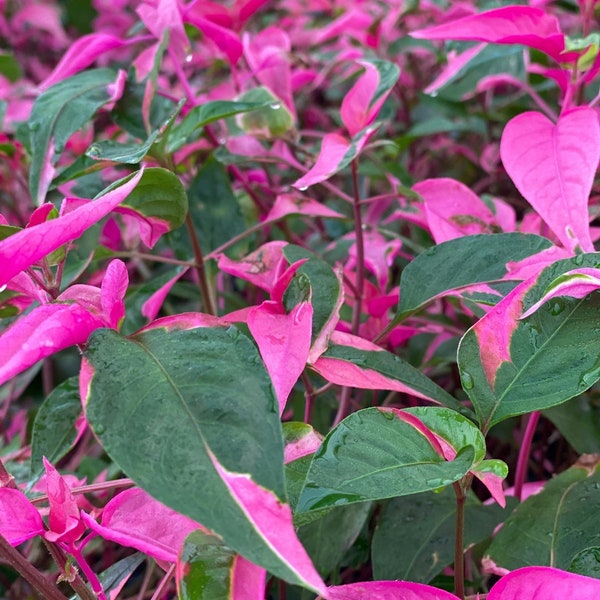 Live Plant 4" Pot Joseph's Coat Alternanthera "Party Time" Pink