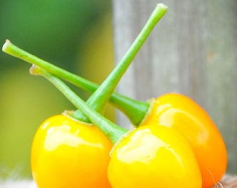 Aji Charapita Charapa Wild Peruvian Heirloom Pepper Premium Seed Packet