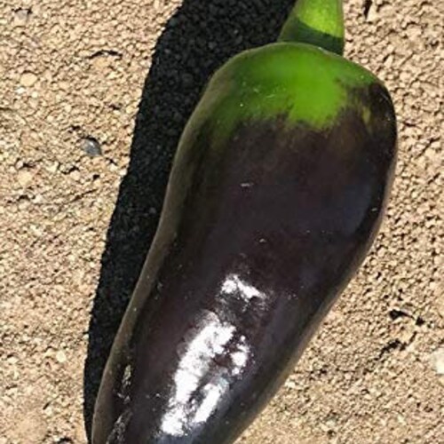 Black Jalapeno Pepper Premium Seed Packet Record Hottest in Etsy