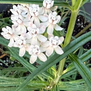 Peut inclure: Une grappe de fleurs blanches à cinq pétales chacune, en fleurs sur une plante verte aux feuilles longues et étroites.