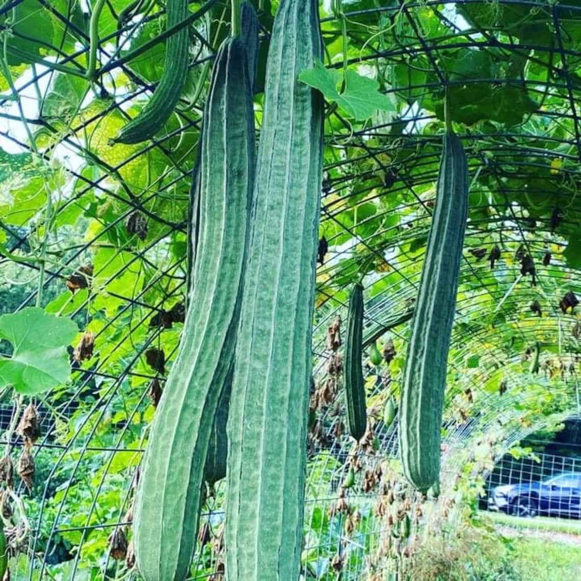 Luffa Acutangula Sponge Angled Chinese Okra Ridged Gourd Sinkwa Silky ...