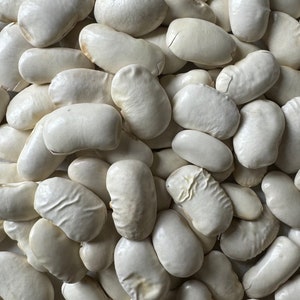 Greek Gigante Bean Fasolia Gigantes Plaki Heirloom Seed Packet