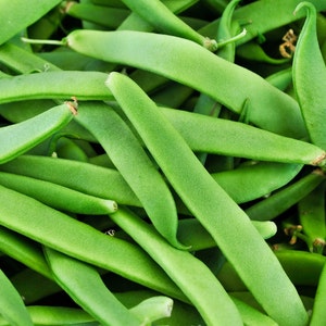 May include: A close-up image of a pile of fresh green string beans. The beans are long and slender, with a smooth, glossy surface.