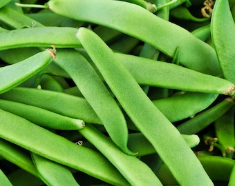 Romano Italian Green Bush Bean Premium Seed Packet
