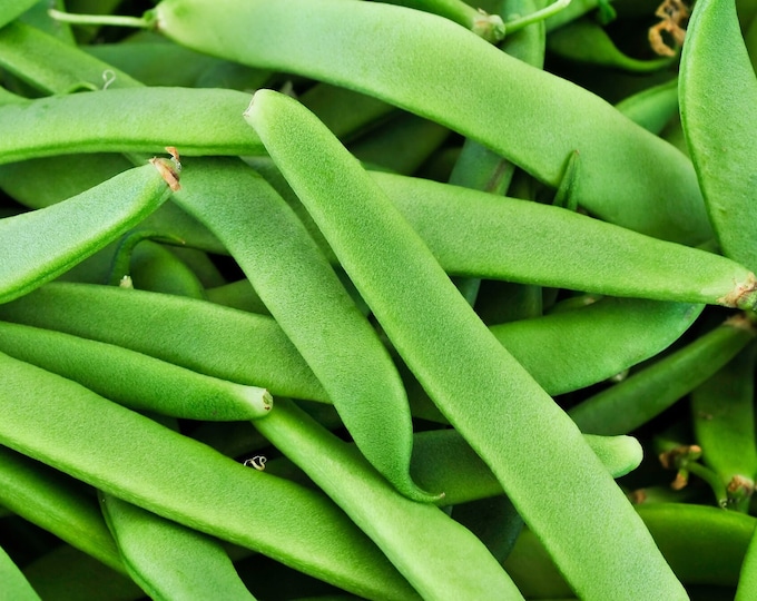 Heirloom Roma II OP Bush Bean Seeds Non GMO Stringless Italian Bean - Etsy