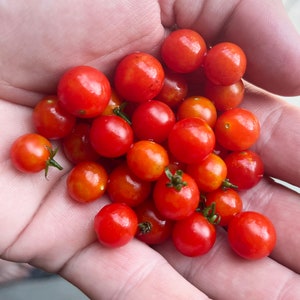 May include: A hand holding a collection of small, bright red cherry tomatoes.