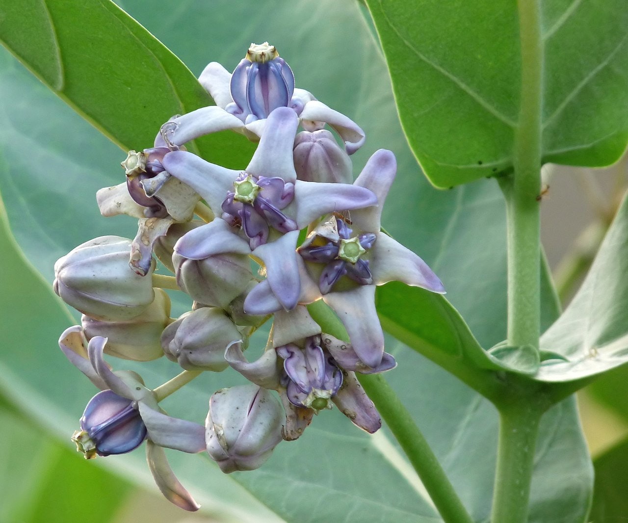 Giant Milkweed Premium Seed Packet Monarch Butterfly