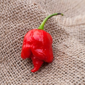 May include: A single, bright red,  habanero pepper with a green stem. The pepper is sitting on a brown burlap surface.