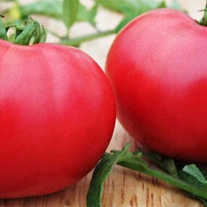 Giant Raspberry Malinowy Olbryzm Polish Tomato Premium Seed Packet