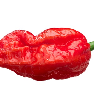 Puede incluir: Un solo chile rojo con un tallo verde. El chile está arrugado y tiene un acabado brillante.