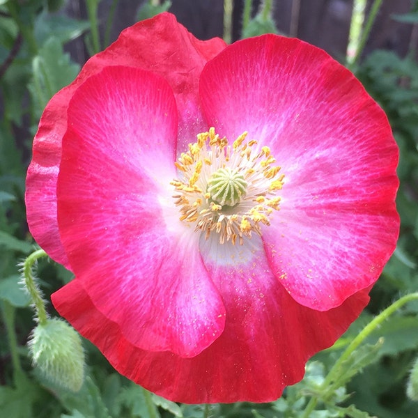 Texas Corn Poppy Poppies Mix Papaver Rhoeas Premium Seed Packet