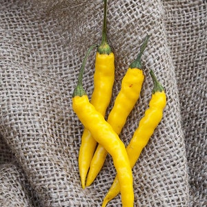 Yellow Bedder Macedonian Heirloom Pepper Premium Seed Packet image 2