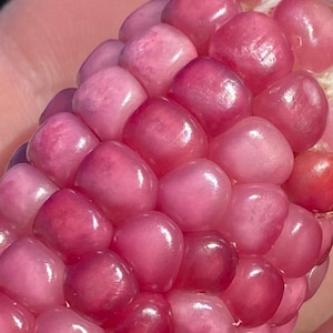 Neon rosa Popcorn Mais Erbstück Premium 20 Samen Paket Bild 1