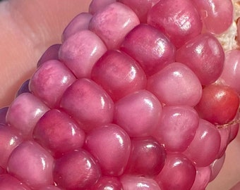 Neon Pink Popcorn Corn Heirloom Premium 20+ Seed Packet