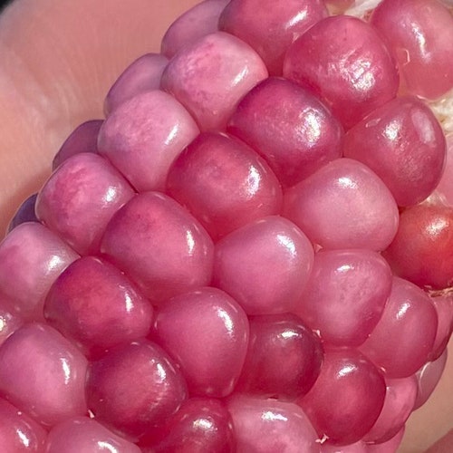 Neon Pink Popcorn Corn Heirloom Premium 20+ Seed Packet