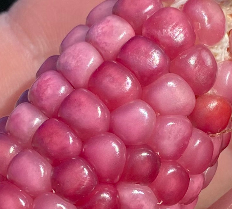Neon rosa Popcorn Mais Erbstück Premium 20 Samen Paket Bild 1