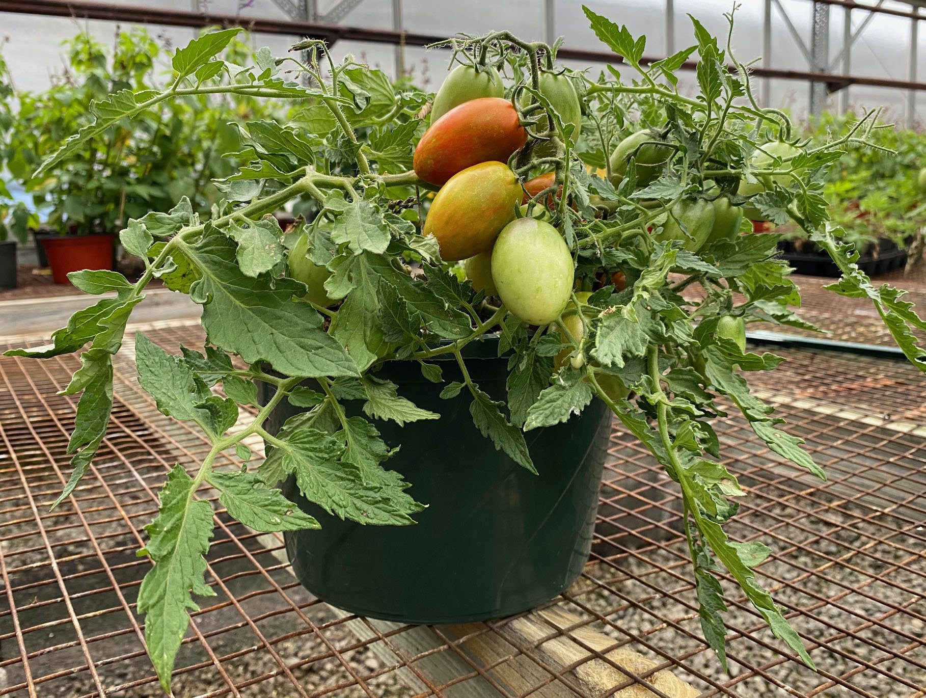TOGETOGE PLANTS Tumbling Tiger Micro Dwarf Hanging Basket Bonsai Tomato Premium
