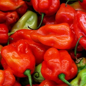 Pacote de sementes premium de pimenta nacional venezuelana Aji Dulce Red Sweet e mais