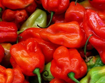 Aji Dulce Rojo Dulce Venezolano Pimienta Nacional Premium Paquete de Semillas + Más