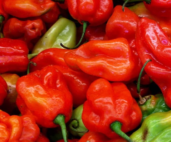 Aji dulce pepper deals